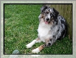 Owczarek australijski, Australian shepherd